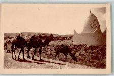 Alger Algier Kamele Tracht Route de Bou-Saada Motiv Algerien Foto AK