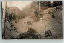 Siofok Pferdemotive Buda Schlucht Ort handschriftlich Campana Motiv Ungarn Foto AK