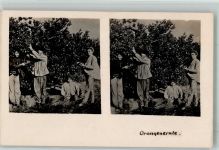 Orangenernte Frucht, Gemüse Stereo AK