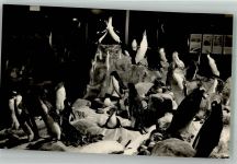 Monaco Musee Oceanographique Pinguin