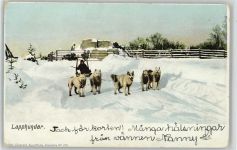 Lapphunde Hundeschlitten 1900