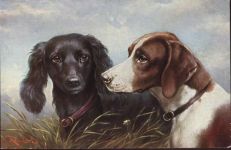 Tolle Künstlerkarte, Rassehunde, Feld Spaniel, Pointer,T.S.N,sign. C. Reichert Spaniel um 1910/20