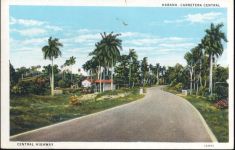 um 1910/20 - Havana, Kuba, Carretera Central, Central Highway, Palmen