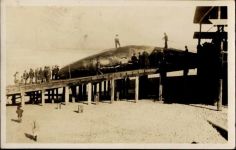 Toter Walfisch, Wal 1936