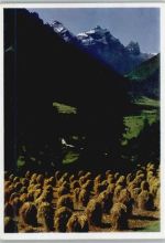 Ernte heustock Stubaital