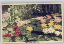 Water Lilies - Weisse, gelbe, rote Seerosen Seerose