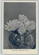 Echinocactus multiflorus Hook. - Nr. 107/XI Otto Stoye Pflanzenkarten Kaktus