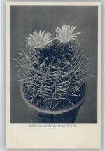 Echinocactus Strausianus - Nr. 227/XXIII Otto Stoye Pflanzenkarten Kaktus