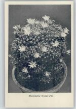 Mamillaria Wildii Otto - Nr. 101/XI Otto Stoyer Pflanzenkarten Kaktus