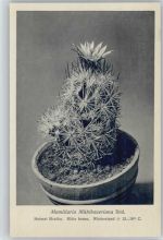 Mamillaria Mühlbaueriana Böd. - Nr. 262-XXVII Otto Stoyer Pflanzenkarten Kaktus
