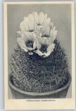 Echinocactus - Nr. 349/XXXV Otto Stoyer Pflanzenkarten Kaktus