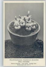 Nr. 146-XV Otto Stoyer Pflanzenkarten - Mesembrianthemum - Heimat Südafrika Kaktus