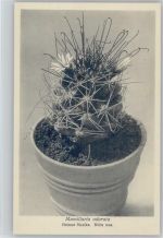 Mamillaria odorata - Heimat Mexiko - Nr. 245/XXXV Otto Stoye Pflanzenkarten Kaktus