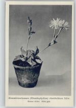 Nr. 217-XXII Otto Stoyer Pflanzenkarten - Mesembrianthemum , Heimat Afrika Kaktus