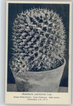 Mamillaria centrcirrha Lem. Nr. 292/XXX Otto Stoye Pflanzenkarten Kaktus
