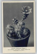 Opuntia Mölleriana Haage jr. - Nr. 318/XXXII Otto Stoyer Pflanzenkarten Kaktus