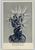 Opuntia diademeta Lem. - Nr. 202/XXI Otto Stoyer Pflanzenkarten Kaktus