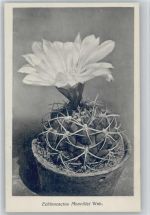 Echinocactus Monvillei Web. - Nr. 48/V Otto Stoye Pflanzenkarten Kaktus