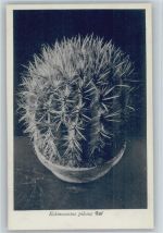 Echinocactus pilosus Gal - Mexiko Kaktus