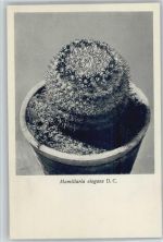 Mamillaria elegans - Nr. 109/XI Otto Stoyer Pflanzenkarten Kaktus
