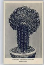 Mamillaria Odieriana cristata Lem. - Nr. 279-XXVIII Otto Stoyer Pflanzenkarten Kaktus