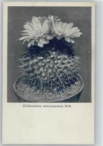 Echinocactus microspermus - Nr. 41/V Otto Stoye Pflanzenkarten Kaktus
