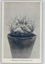 Echinocactus hexaedrophorus Lem. - Nr. 48/V Otto Stoye Pflanzenkarten Kaktus