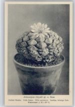 Ariocarpus - Nr. 201/XXI Otto Stoyer Pflanzenkarten Kaktus