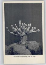 Opuntia clavarioides - Nr. 122-XIII Otto Stoyer Pflanzenkarten Kaktus