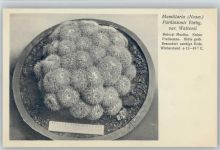 Mamillaria Parkinsonii Ehrbg. var Nr. 368/XXXVII Otto Stoye Pflanzenkarten- Kaktus