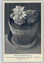 Echinocactus - Nr. 287/XXIX Otto Stoyer Pflanzenkarten Kaktus