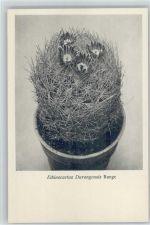 Echinocactus - Nr. 118/XII Otto Stoyer Pflanzenkarten Kaktus