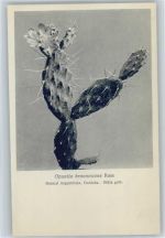 Opuntia brunnescens Rose - Nr. 193-XX Otto Stoyer Pflanzenkarten Kaktus