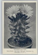 Mamillaria clava Pfeiff. - Nr. 226/XXIII Otto Stoyer Pflanzenkarten Kaktus
