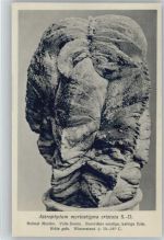Astrophytum - Nr. 270/XXVII Otto Stoyer Pflanzenkarten Kaktus