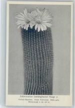 Echinocactus Lenninghausii Haage - Nr. 225/XXIII Otto Stoye Pflanzenkarten Kaktus