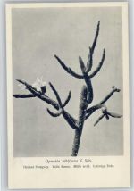 Opuntia albiflora - Nr. 334-XXXIV Otto Stoyer Pflanzenkarten Kaktus