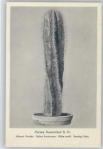 Cereus Dumortieri - Nr. 143/XV Otto Stoye Pflanzenkarten Kaktus