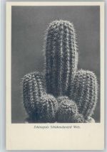Echinopsis Schickendantzii Web. - Nr. 124/XIII Otto Stoye Pflanzenkarten Kaktus