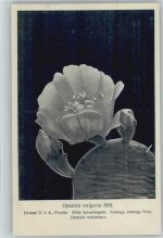 Opuntia vulgaris Mill - Nr. 282/XXXIX Otto Stoyer Pflanzenkarten Kaktus
