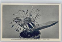Mesembrianthemum Glottophyllum Nr. 278/XXVIII Otto Stoye Pflanzenkarten Kaktus
