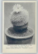 Echinocactus scopa var. ruberrima . Nr. 229/XXIII Otto Stoye Pflanzenkarten Kaktus