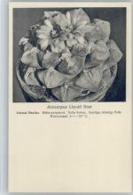 Ariocarpus Lloydii Rose - Nr. 152/XVI Otto Stoyer Pflanzenkarten Kaktus