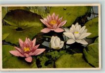 Pond Lily Seerose