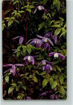 Photochromie Serie 523 Nr. 950 Alpenflora - Schweizer Bund für Naturschutz Umweltschutz