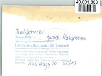 24217 W2306 Kalifornien , Holstein FOTO KEINE AK Gästehaus