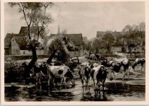 HDK Nr. 456 Photo Hoffmann , sign Moeller "Kühe am Dorfbach HDK