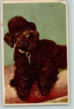 schwarzer Pudel 1921 AK Pudel