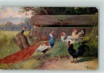 Der Pfau und Hühner signiert Schönian - Geflügel Schönian, A. Künstlerkarte