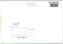 56656 W5474 Brohl-Lützing FOTO KEINE AK